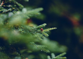 Per Natale metti un accessorio per piscina sotto l’albero
